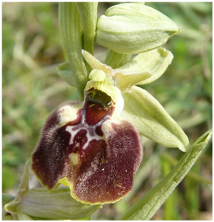 Ophrys parvimaculata